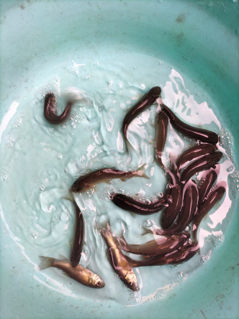 丁桂鱼