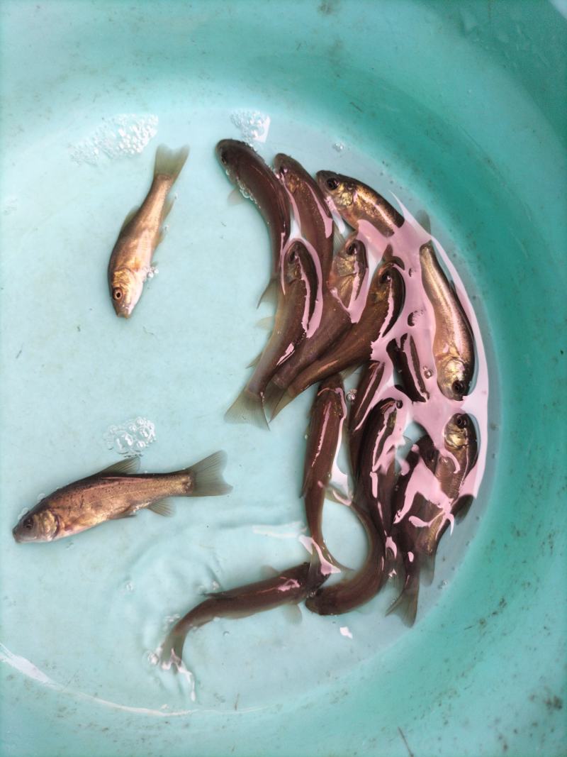 丁桂鱼