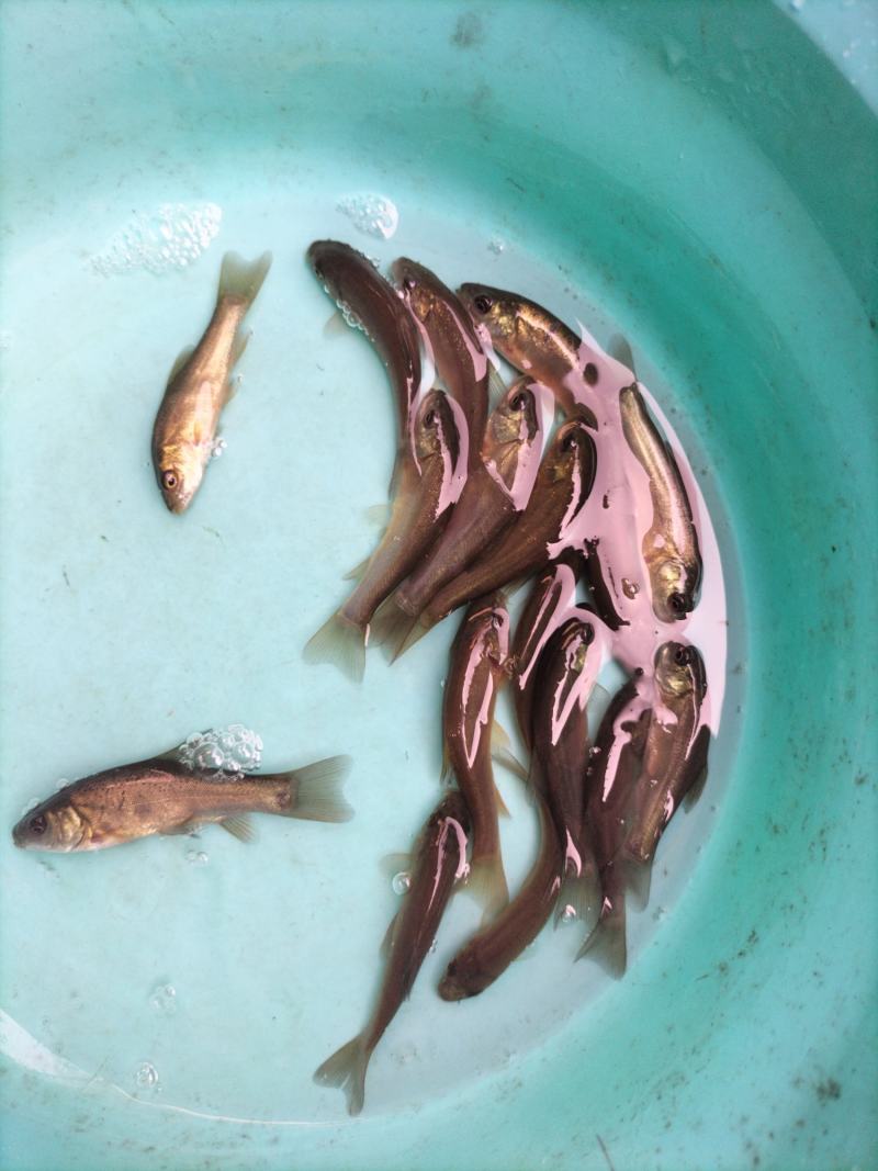 丁桂鱼