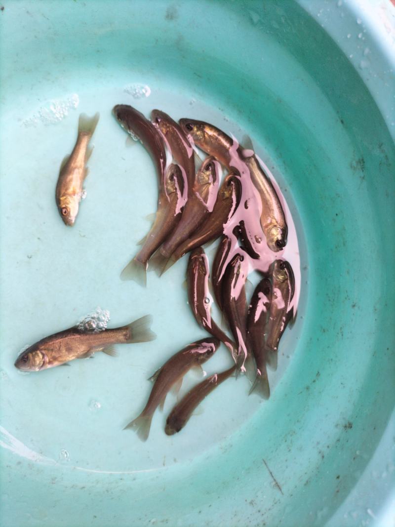 丁桂鱼