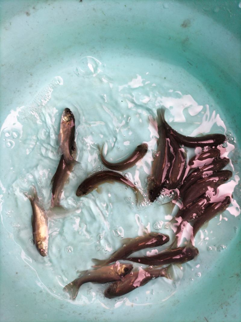 丁桂鱼