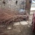甘肃敦煌李广杏树苗子，李广桃树苗子
