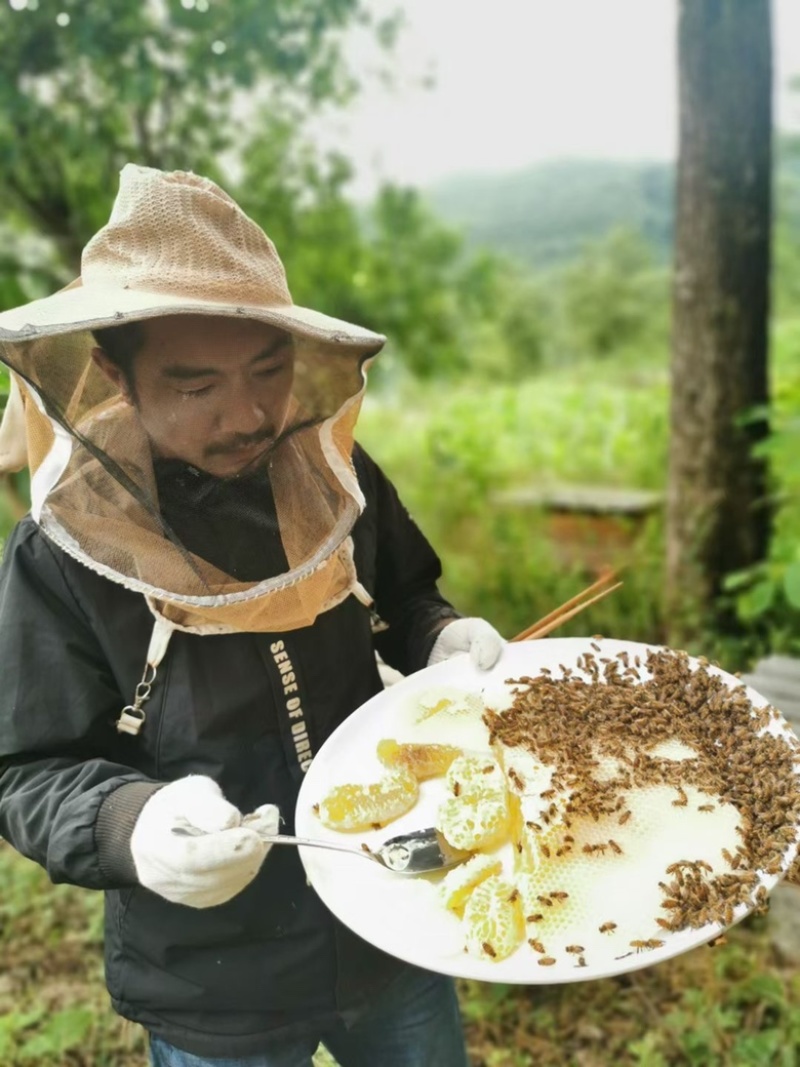 秦岭山区农家野生天然营养蜂蜜