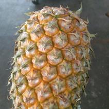 海南精品菠萝