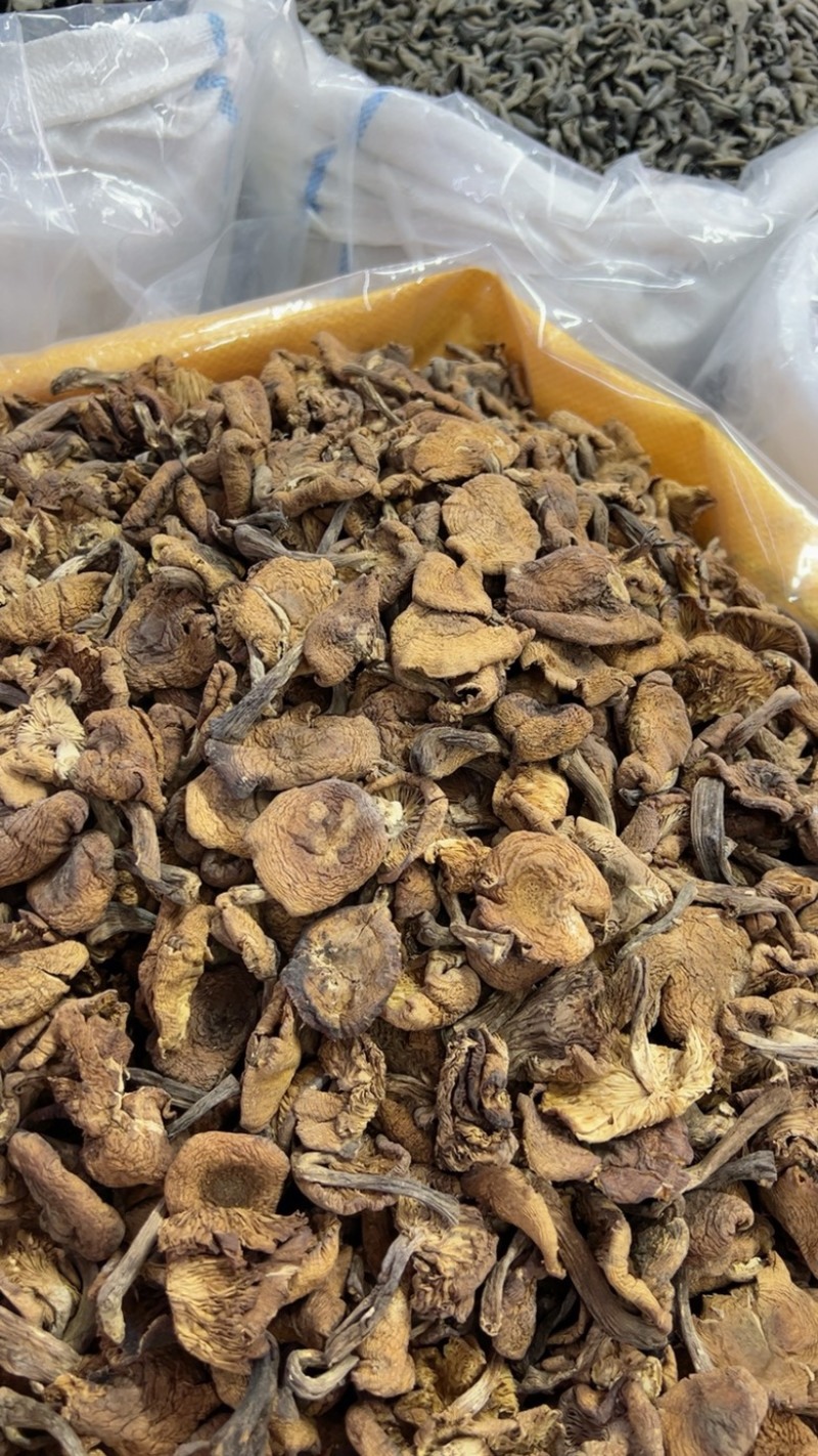 精品榛蘑片