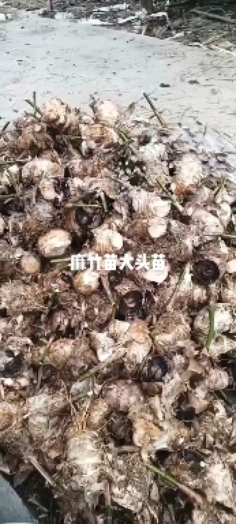 麻竹苗地栽正宗麻竹苗竹子苗甜笋苗食用竹笋苗