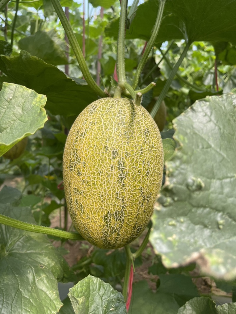 海南2级玫龙蜜瓜大量上市，供应各大超市，及各大挡口