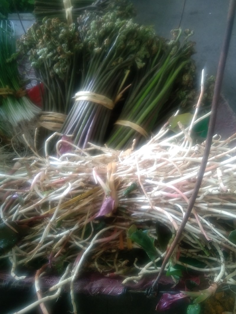 贵州野生，折耳根，鱼腥草