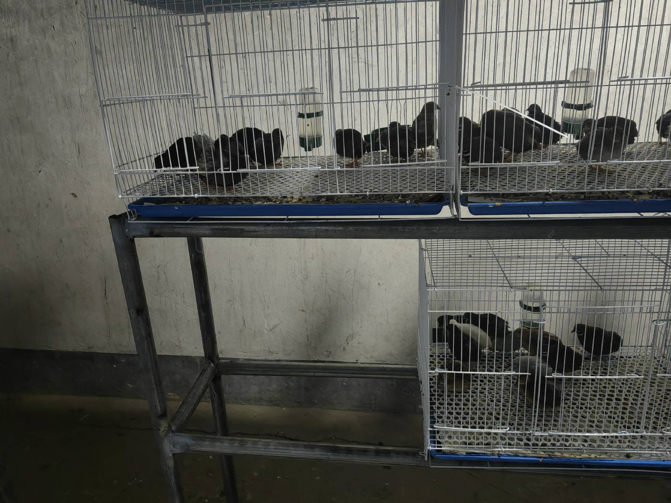 咸鸡蛋盐水腌制过程图