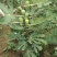 布兰瑞克无花果树苗
