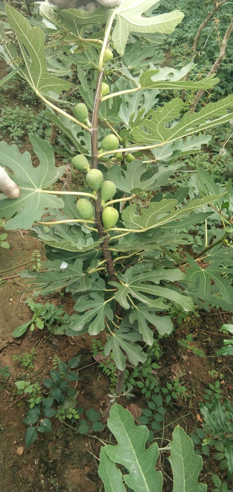布兰瑞克无花果树苗