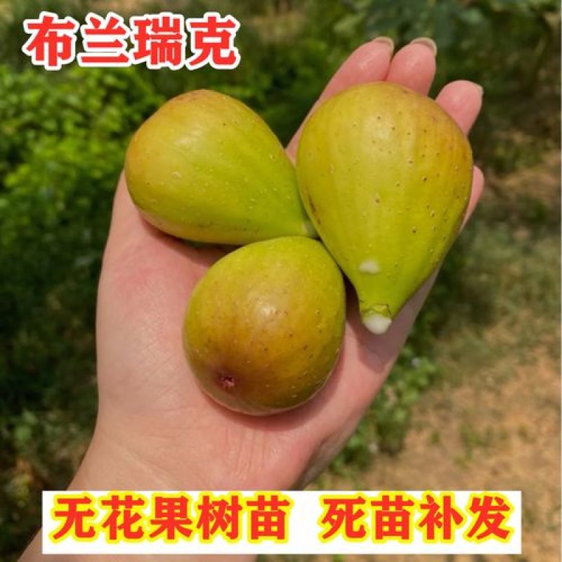布兰瑞克无花果树苗