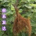 布兰瑞克无花果树苗