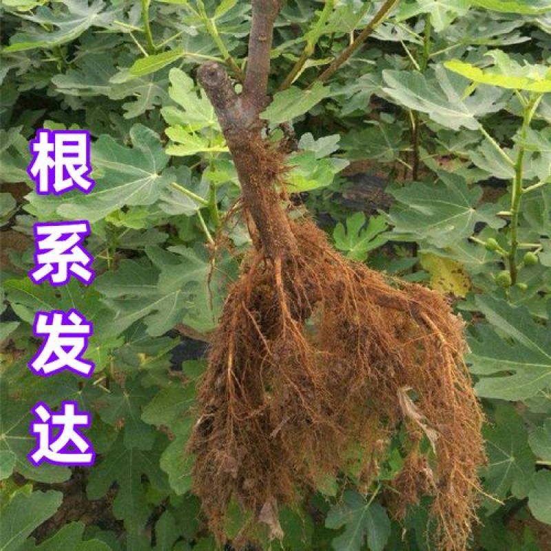 布兰瑞克无花果树苗