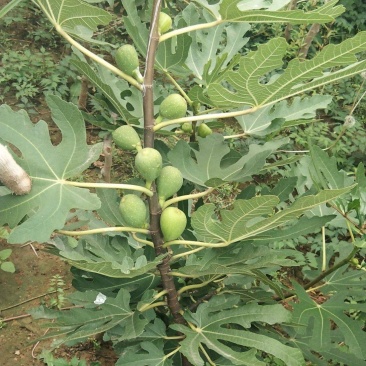 布兰瑞克无花果树苗