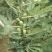 布兰瑞克无花果树苗