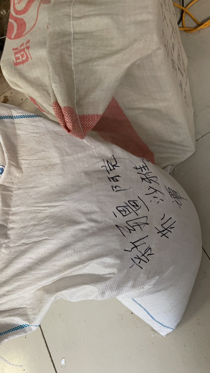 甘草种子纯新包发芽红皮甘草种子欢迎选购