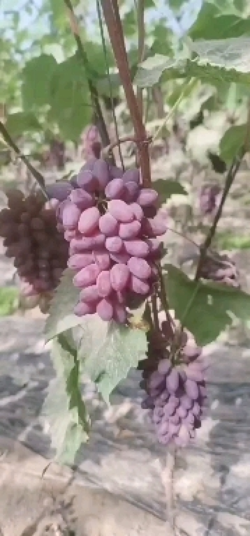 一件代发茉莉香葡萄一手货源产地直发支持电商