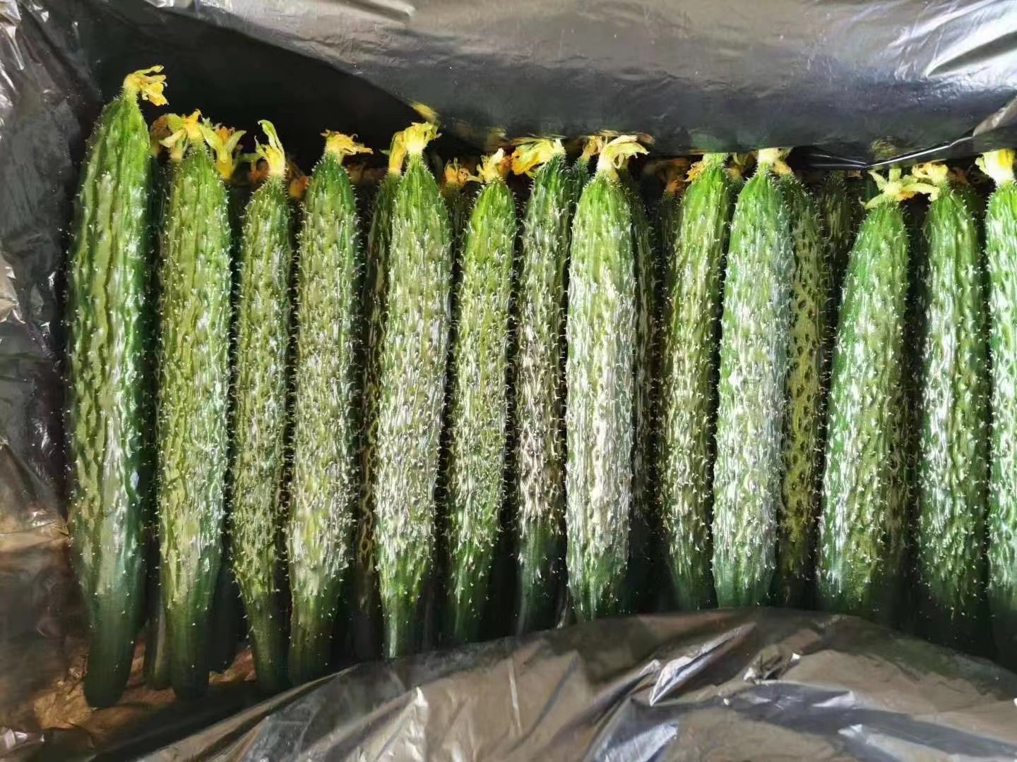 一个露天菜市场中,农民正在售卖一堆新鲜采摘的华北密刺黄瓜,黄瓜表面带有细小白色绒毛和短刺,颜色鲜绿有光泽,部分还连带着黄色花蒂,背景可见其他时令蔬菜和顾客选购场景 菜市场摊位上的新鲜黄瓜堆