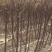 李子树苗李子树味帝恐龙蛋法兰西秋红
