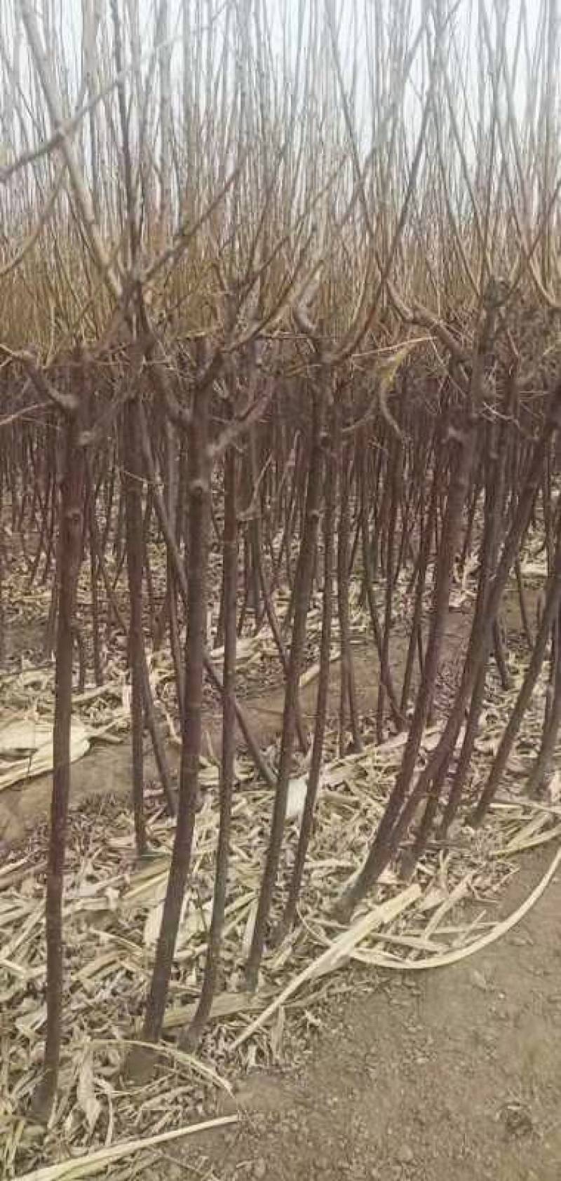 李子树苗李子树味帝恐龙蛋法兰西秋红