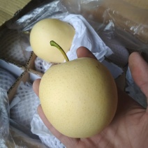 赵县鸭梨，黄冠，雪梨等各种品种