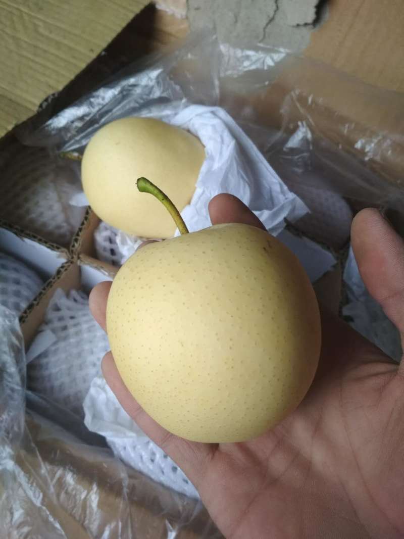 赵县鸭梨，黄冠，雪梨等各种品种
