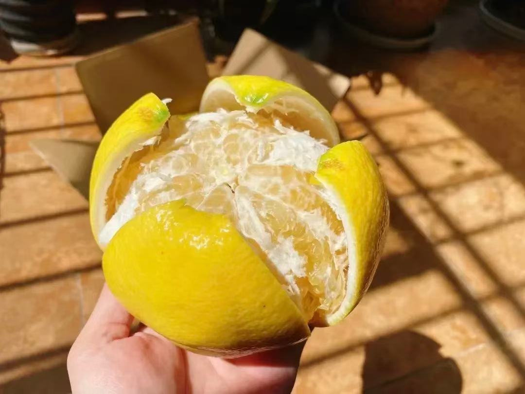 黄金葡萄柚切开图