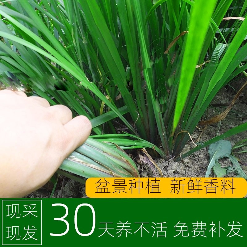 贵州野生五香山奈