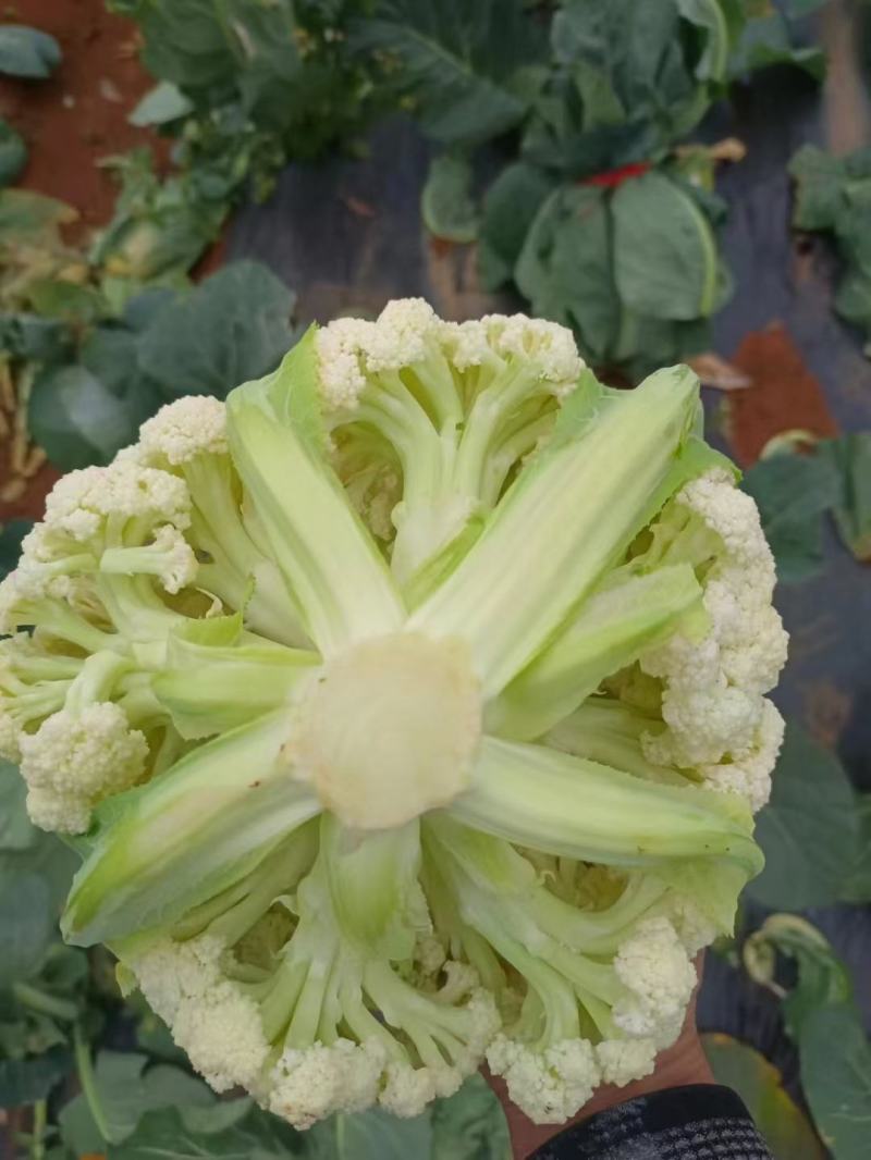 松花