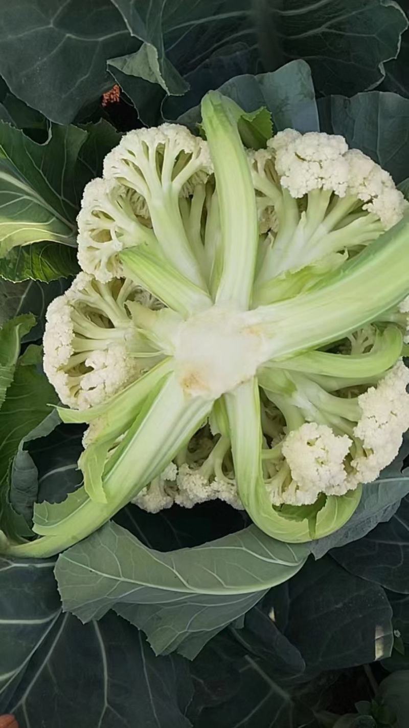 松花