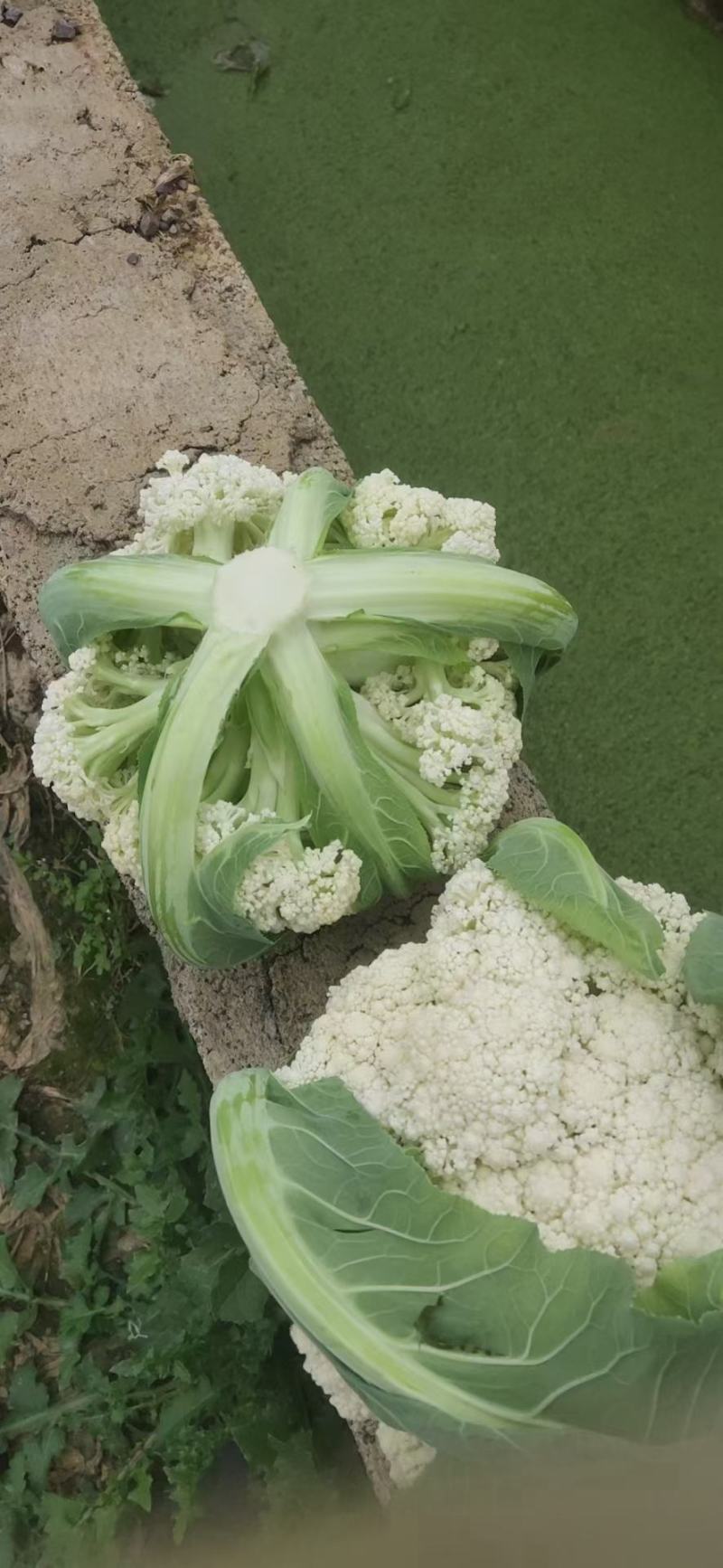 松花