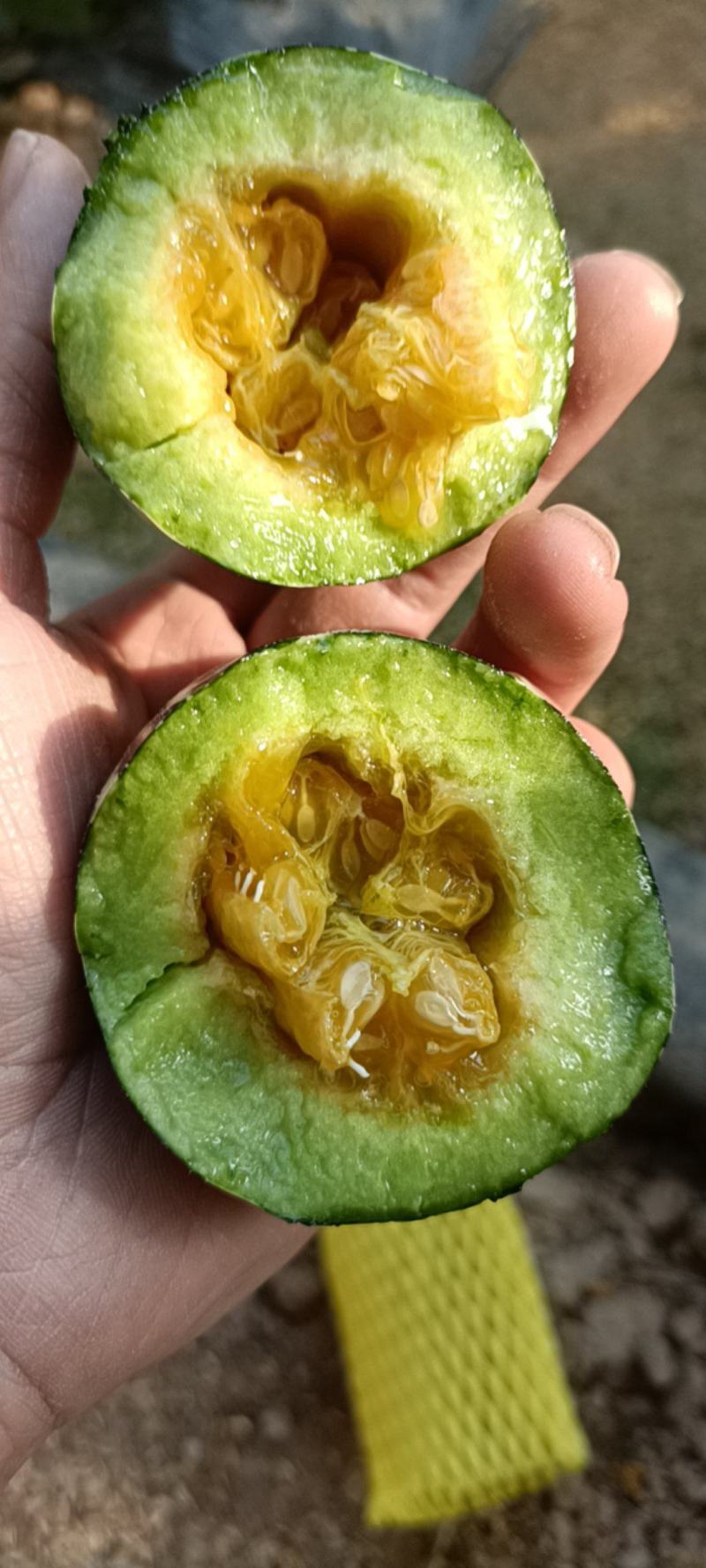 博洋9号甜瓜
