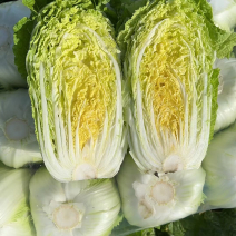 湖北省荆门钟祥精品大白菜大量上市中