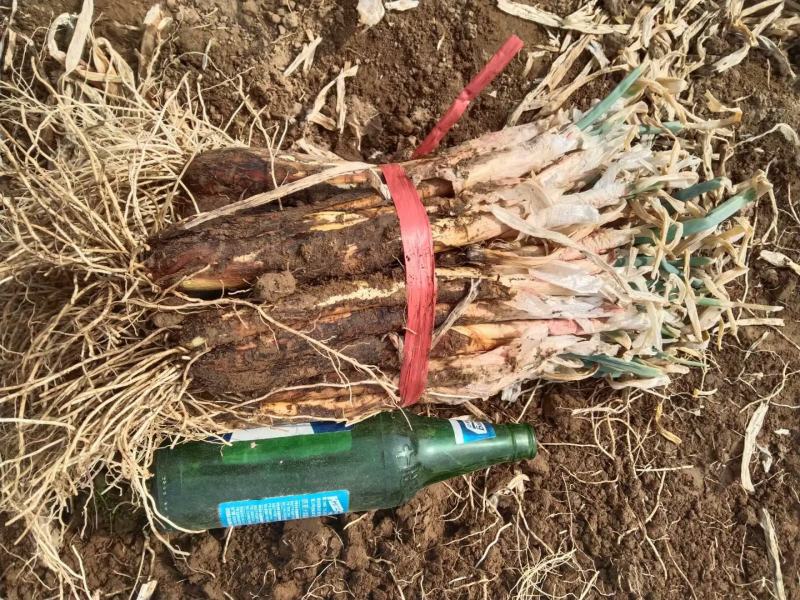 靖远精品红葱、青葱大量上市