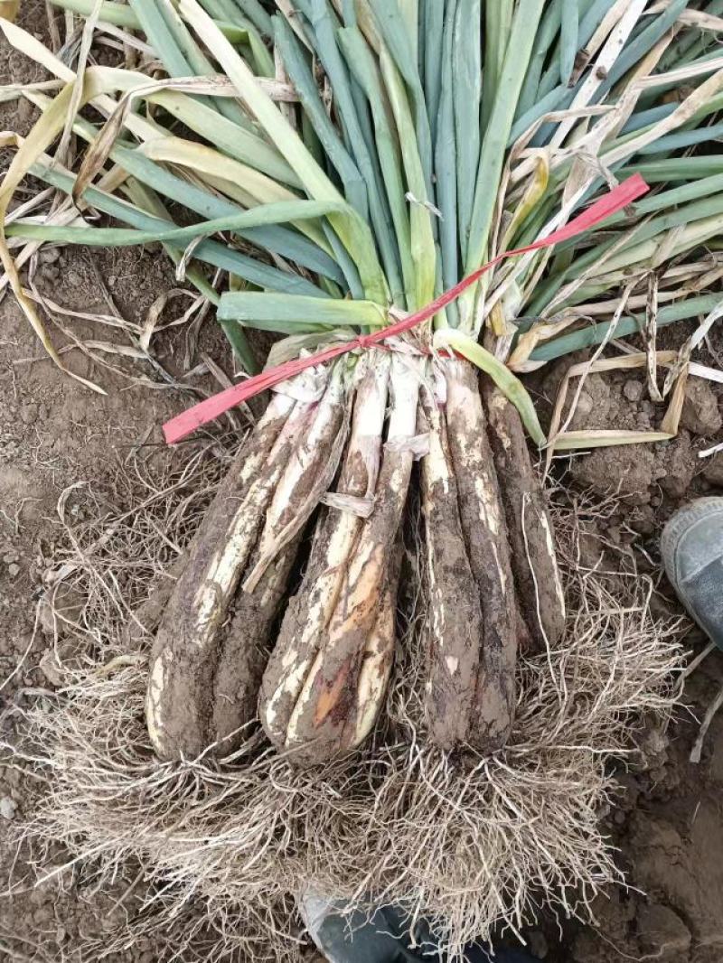 靖远精品红葱、青葱大量上市