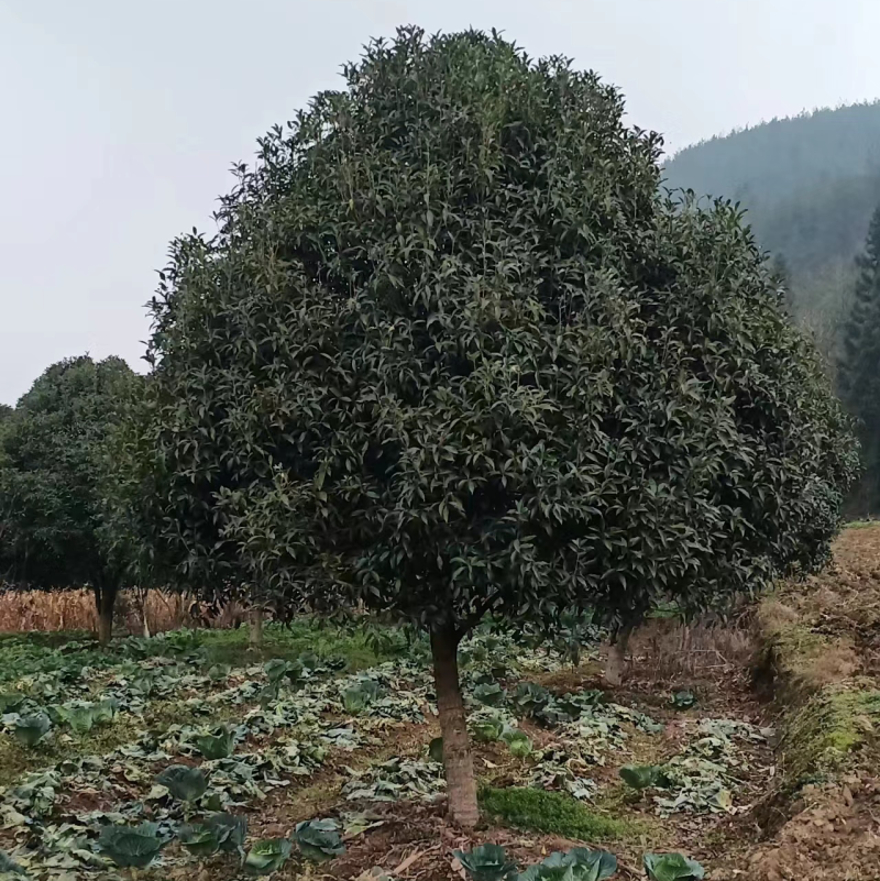 桂花树各种规格供应