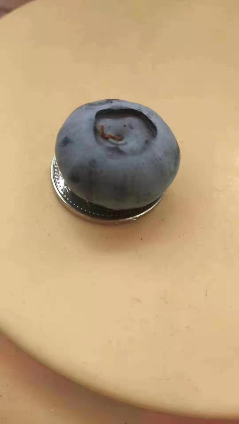 23年精品暖棚蓝莓开始上市支持一件代发，质量保证售后无忧