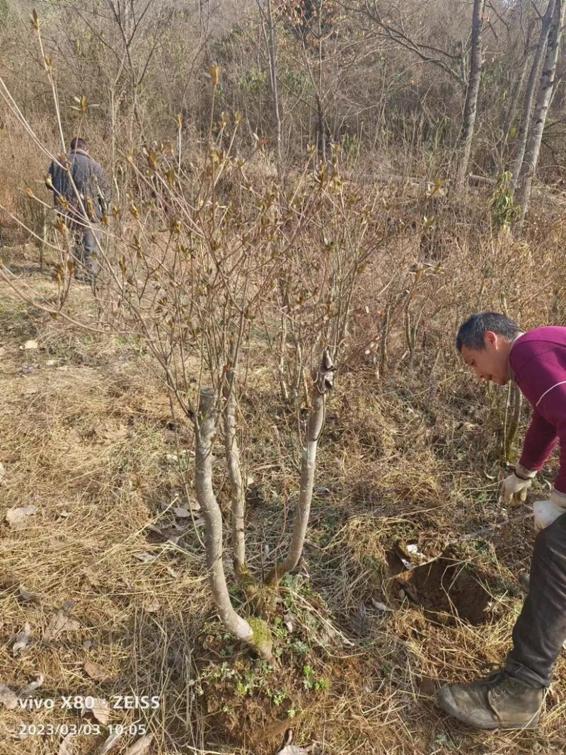 映山红熟桩