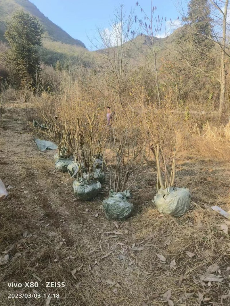 映山红熟桩