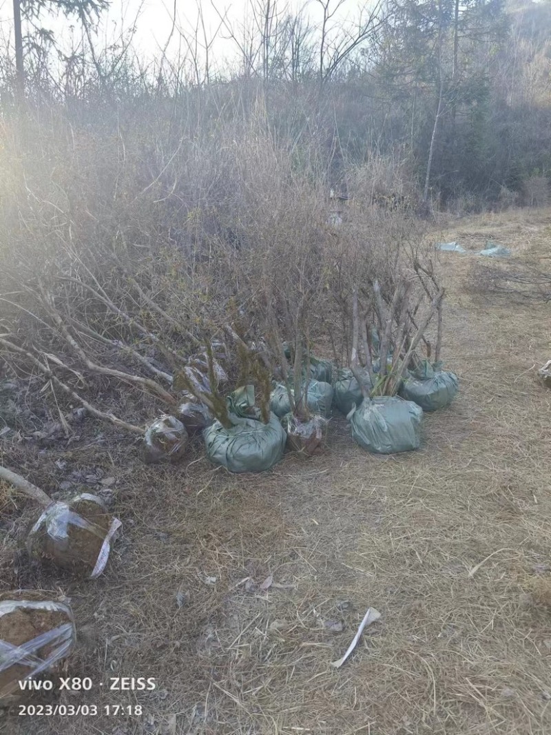 映山红熟桩