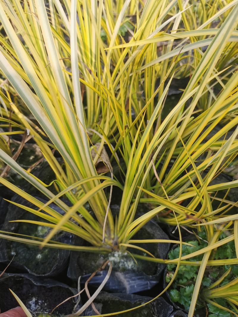 金叶石菖蒲基地批发金叶石菖蒲工程杯苗地苗