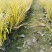 金叶石菖蒲基地批发金叶石菖蒲工程杯苗地苗