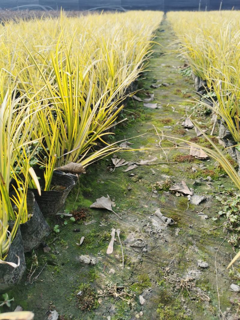 金叶石菖蒲基地批发金叶石菖蒲工程杯苗地苗