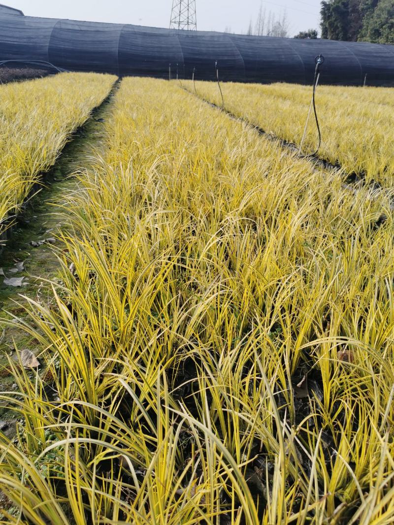 金叶石菖蒲基地批发金叶石菖蒲工程杯苗地苗
