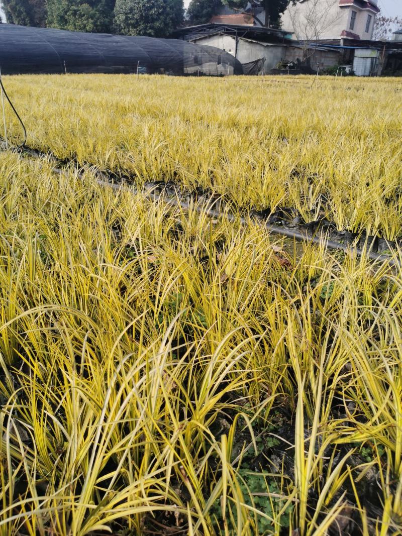 金叶石菖蒲基地批发金叶石菖蒲工程杯苗地苗