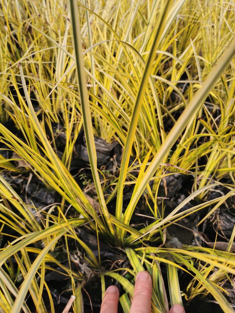 金叶石菖蒲基地批发金叶石菖蒲工程杯苗地苗