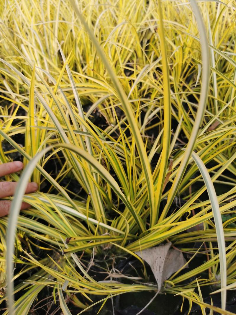 金叶石菖蒲基地批发金叶石菖蒲工程杯苗地苗