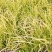 金叶石菖蒲基地批发金叶石菖蒲工程杯苗地苗