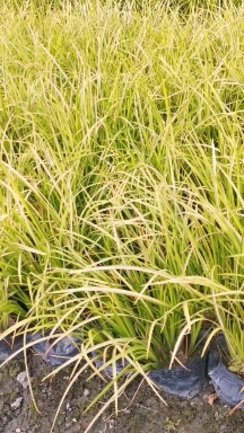金叶石菖蒲基地批发金叶石菖蒲工程杯苗地苗